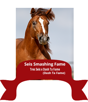 seis smashing fame performance horse